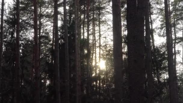 O sol da noite rompe as árvores na floresta — Vídeo de Stock