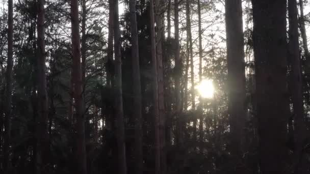 O sol da noite rompe as árvores na floresta — Vídeo de Stock