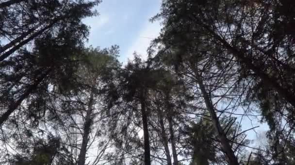 Lente blauwe avondhemel in het bos — Stockvideo