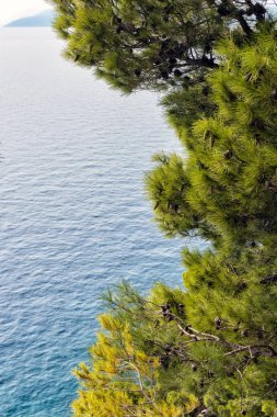 Hırvatistan 'ın Adriyatik kıyısında mavi deniz ve yeşil çam ağaçları