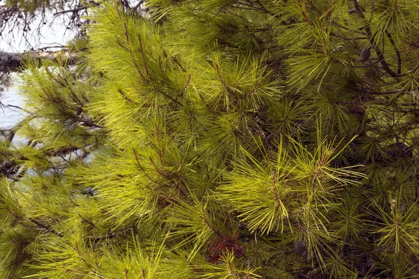 아드리아 해 녹색 소나무 가지의 배경 — 스톡 사진