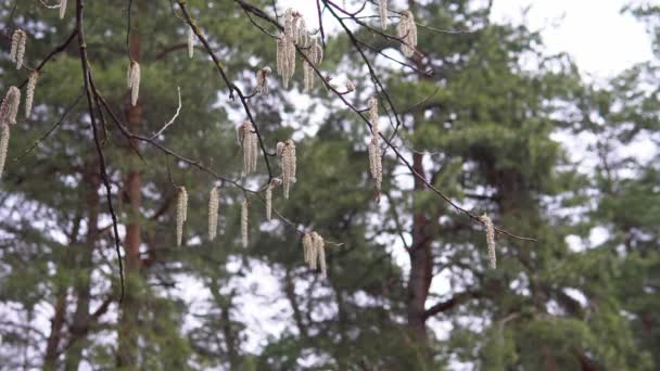 Ramas de álamo con pendientes balanceándose en el viento en abril primavera — Vídeo de stock