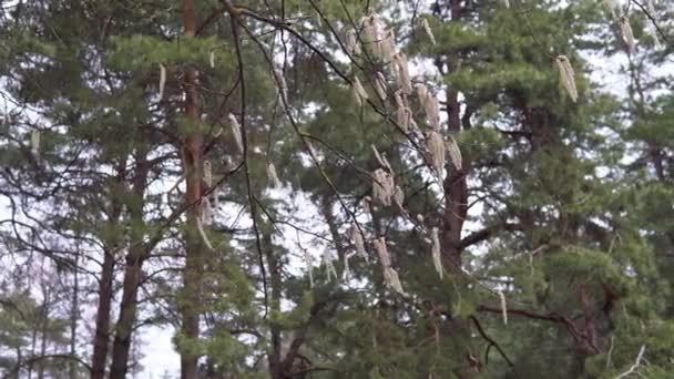 Aspen gałęzie z kolczykami kołysząc się na wietrze w kwietniu wiosny — Wideo stockowe