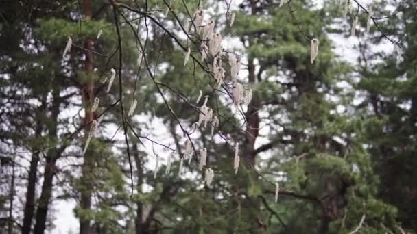 Aspen branches with earrings swaying in the wind in April spring — Stock Video