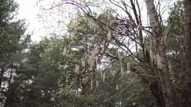 Ramas de álamo con pendientes balanceándose en el viento en abril primavera — Vídeos de Stock