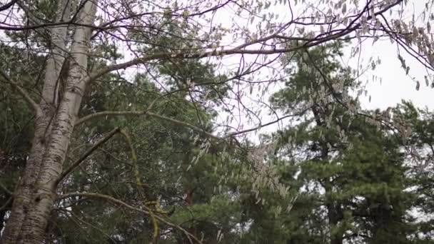 Осикові гілки з сережками, що погойдуються на вітрі в квітні-весні — стокове відео