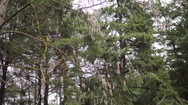 Осикові гілки з сережками, що погойдуються на вітрі в квітні-весні — стокове відео