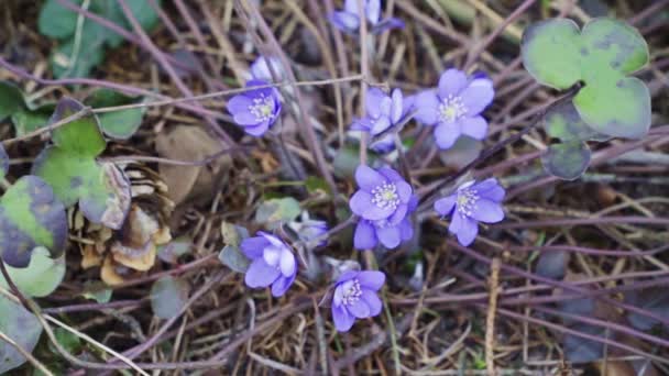 Nevadas azules con en abril en el bosque seco — Vídeos de Stock