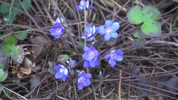 Kék hóvirág áprilisban a száraz erdőben — Stock videók