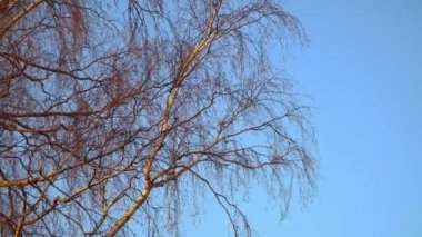 Mavi gökyüzüne karşı erken ilkbaharda yapraksız Huş dalları