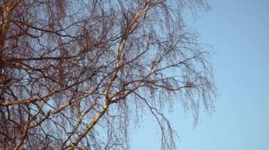 Mavi gökyüzüne karşı erken ilkbaharda yapraksız Huş dalları