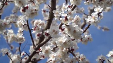 Mavi gökyüzüne karşı Nisan ayında şeftali çiçeği