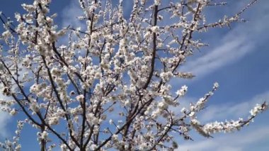 Mavi gökyüzüne karşı Nisan ayında şeftali çiçeği