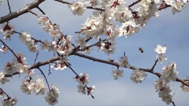 Perzik bloesem in april tegen de blauwe hemel — Stockvideo
