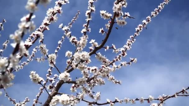 Mavi gökyüzüne karşı Nisan ayında şeftali çiçeği — Stok video