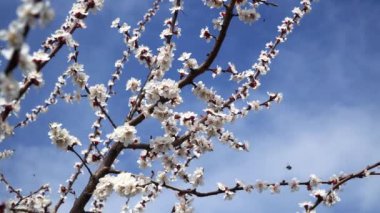 Mavi gökyüzüne karşı Nisan ayında şeftali çiçeği