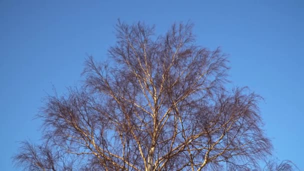 Березові гілки без листя ранньою весною проти блакитного неба — стокове відео