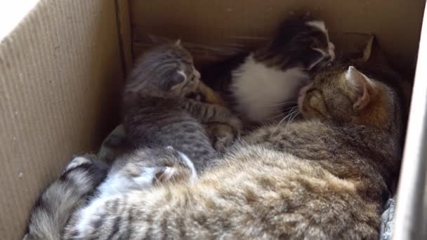 Cat se uklidní a chrání malé koťata — Stock video