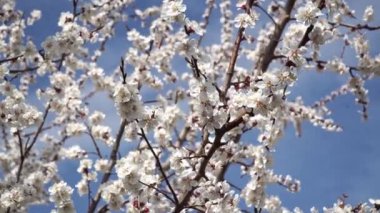 Mavi gökyüzüne karşı açan beyaz kiraz çiçekleri