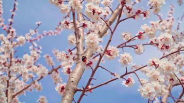 Bumblebee Nisan ayında bahçede kiraz çiçekleri tozlaşma