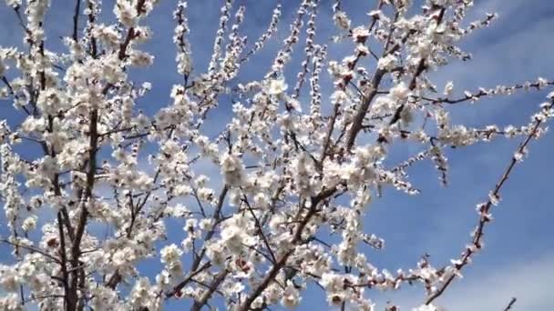 Blühende weiße Kirschblüten gegen den blauen Himmel — Stockvideo