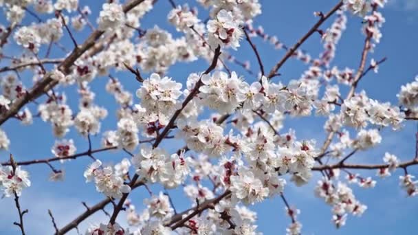 Blooming white cherry blossoms against the blue sky — Stock Video