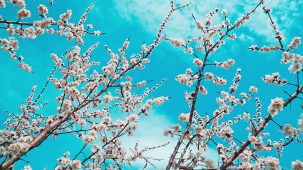 Mavi gökyüzüne karşı açan beyaz kiraz çiçekleri — Stok video