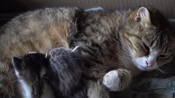 Gato alimenta leche gatos pequeños — Vídeo de stock