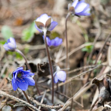 Nisan ayında ormanda mavi kardelenalan sığ derinlikte