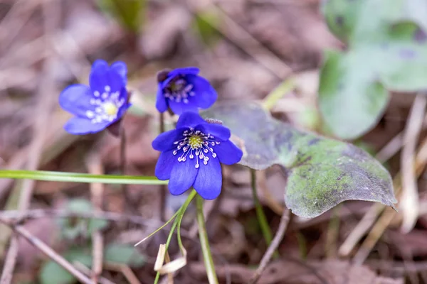 Gouttes de neige bleues dans la forêt en avril faible profondeur de champ — Photo