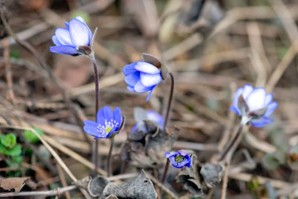 Blauwe sneeuwklokjes in het bos in april ondiepe diepte van het veld — Stockfoto