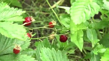 Yabani çilek berry ormanda bir açıklıkta yetişir