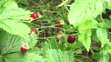 Yabani çilek berry ormanda bir açıklıkta yetişir