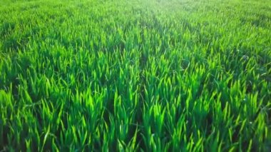 Tarım. yeşil alana mandrel görünümü