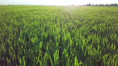 Tarım. yeşil alana mandrel görünümü