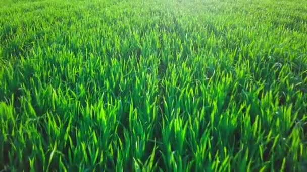 l'agriculture. vue du mandrin au champ vert 