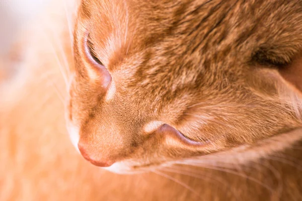 De cerca. Cabeza de gato rojo desde arriba — Foto de Stock