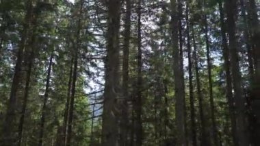 Gökyüzüne karşı ormandaki ağaçlar