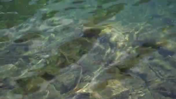 Trucha arco iris nadando en un lago de montaña — Vídeo de stock