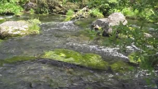 A víz mozgása egy hegyi folyónál — Stock videók