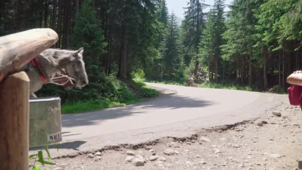 Polen Zakopane juni 2019. Nationaal Park Tatra. Traditionele paardenkoets vervoert toeristen op een bergweg — Stockvideo