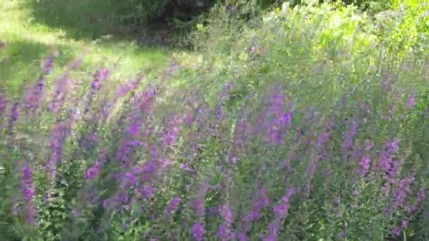 Roze bloemen Lythrum Panicum dropmore Purple wuivende in de wind — Stockvideo