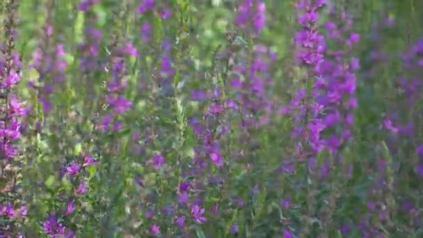 Roze bloemen Lythrum Panicum dropmore Purple wuivende in de wind. zoon in — Stockvideo