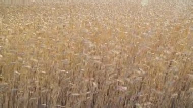 Gün batımında rüzgarlı buğday alanı