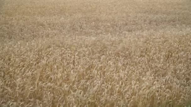 Gün batımında rüzgarlı buğday alanı — Stok video