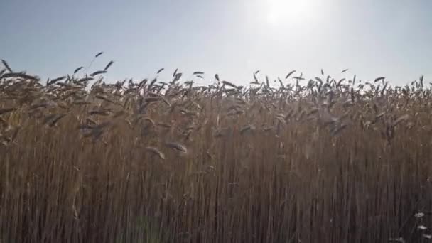 Wietrzne pole pszenicy o zachodzie słońca — Wideo stockowe