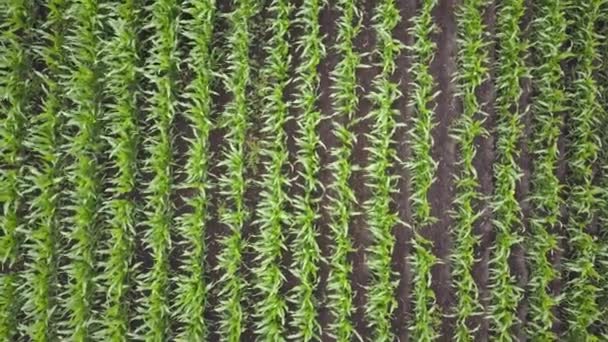 Зеленая кукуруза вид с высоты — стоковое видео
