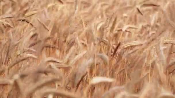 Вітряне пшеничне поле на заході сонця — стокове відео