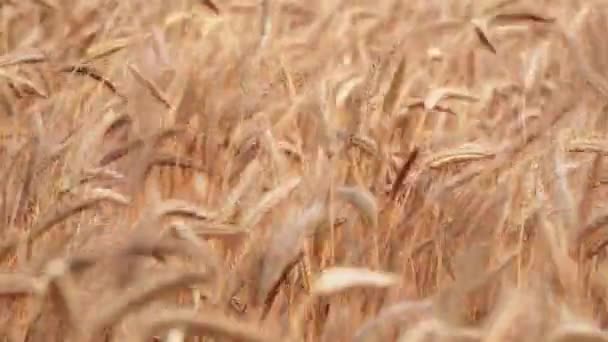 Windy wheat field at sunset — Stock Video