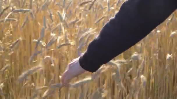 Uma mulher segura uma mão em um campo de trigo — Vídeo de Stock